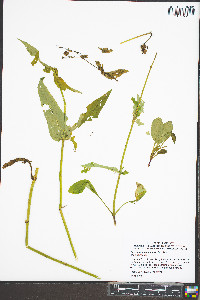 Penstemon canescens image