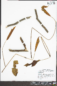 Juglans cinerea image