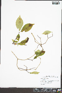 Philadelphus inodorus image