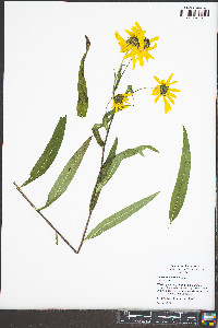 Helianthus giganteus image