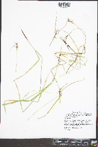 Scleria triglomerata image