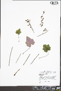 Heuchera longiflora image