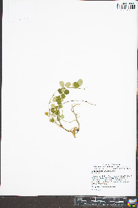 Lespedeza procumbens image