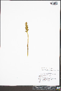 Spiranthes ochroleuca image