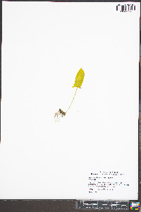 Viola sagittata var. sagittata image