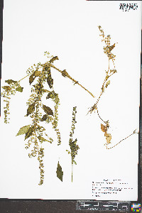 Mosla dianthera image
