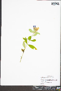 Gentiana austromontana image