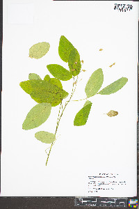 Desmodium glabellum image