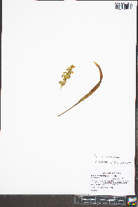 Spiranthes ochroleuca image