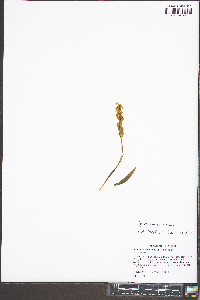 Spiranthes ochroleuca image