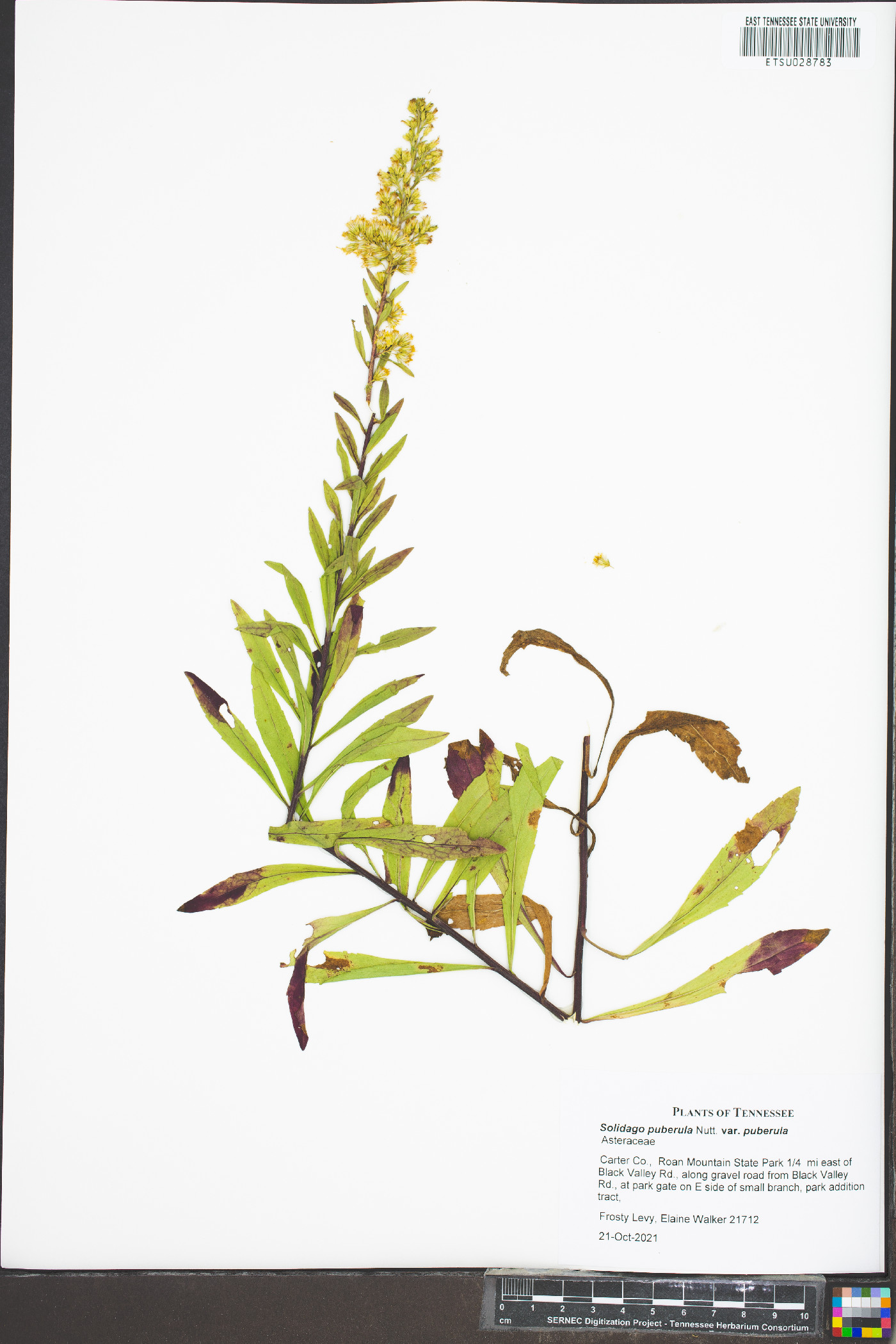Solidago puberula var. puberula image