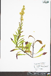 Solidago puberula var. puberula image