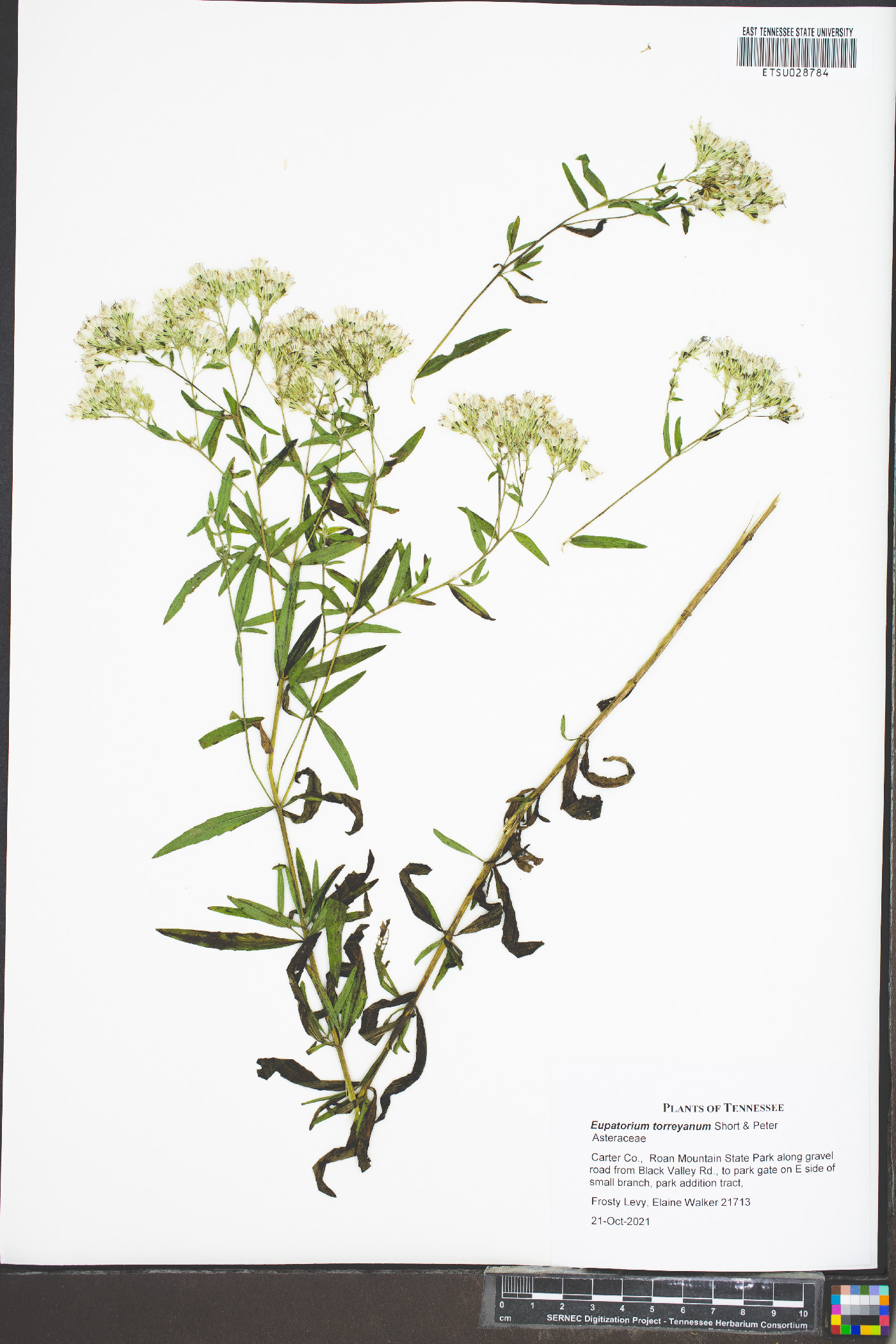 Eupatorium torreyanum image