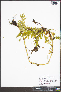 Agrimonia parviflora image