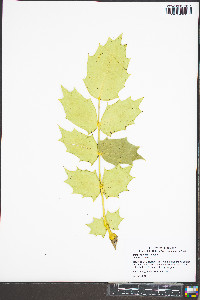 Mahonia bealei image