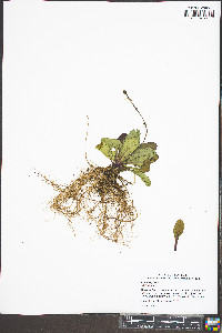 Ajuga reptans image