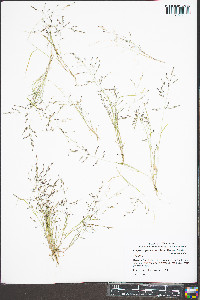 Eragrostis pectinacea var. pectinacea image