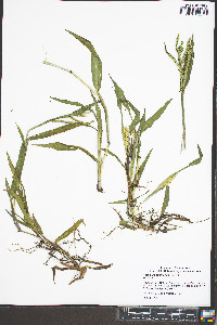 Paspalum pubiflorum image