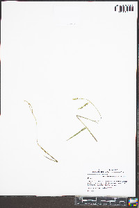Paspalum setaceum var. ciliatifolium image