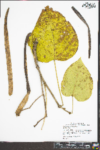 Catalpa bignonioides image