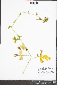 Nabalus trifoliolatus image