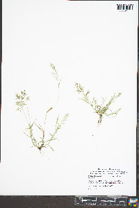 Eragrostis pilosa image