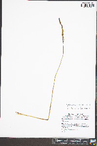 Spiranthes lacera image