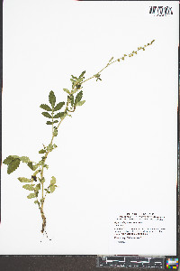 Agrimonia pubescens image