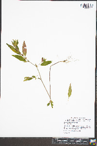 Acalypha gracilens image