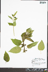 Agastache nepetoides image