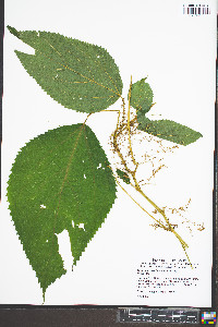 Laportea canadensis image