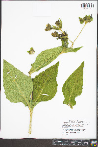Silphium perfoliatum var. perfoliatum image