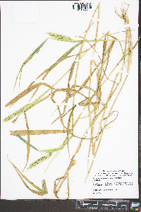 Elymus virginicus var. virginicus image
