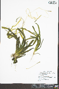 Vallisneria americana image