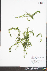 Elodea canadensis image