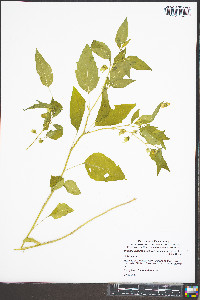 Physalis longifolia var. subglabrata image
