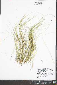 Eleocharis erythropoda image