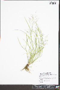 Eragrostis pilosa image
