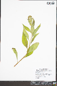 Pluchea camphorata image