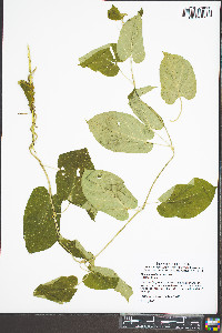 Matelea obliqua image