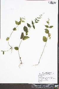 Scutellaria nervosa image