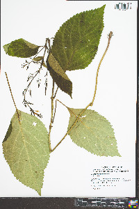 Collinsonia canadensis image