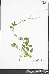 Agrimonia rostellata image