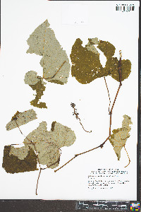 Vitis aestivalis var. bicolor image