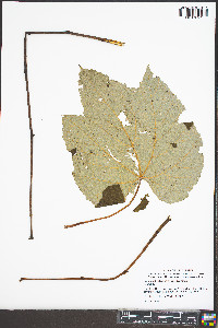 Vitis aestivalis var. aestivalis image