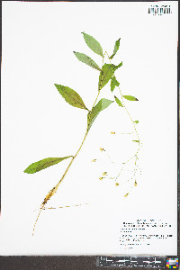 Hieracium paniculatum image