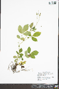 Agrimonia rostellata image