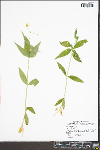 Silene stellata image