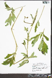 Nabalus trifoliolatus image