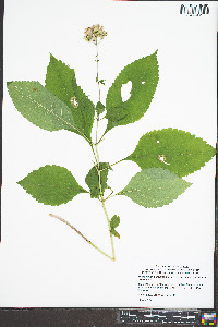 Eutrochium purpureum image